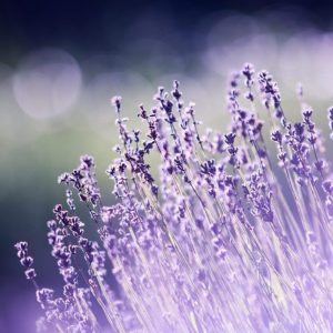 aromatherapy-beautiful-blooming-blur-286763