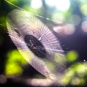 Tangled Web We Weave